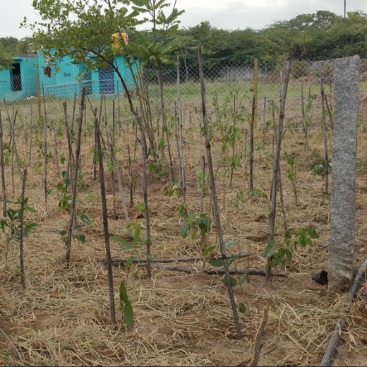 Caterpillar's Legacy: A Learning forest in Koppur Thiruvallur – 1 year
