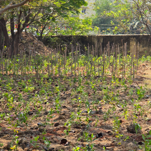 Caterpillar's Legacy: A Learning forest in Kovilambakkam, Chennai – 1 year