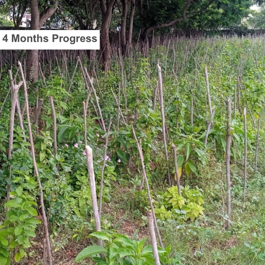 Caterpillar's Legacy: A Learning forest in Kovilambakkam, Chennai – 2 years