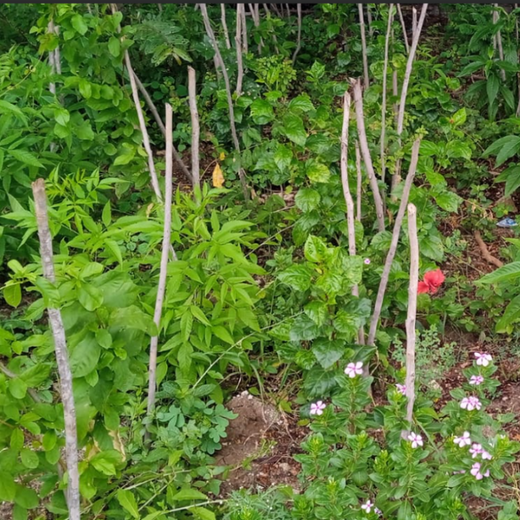Caterpillar's Legacy: A Learning forest in Kovilambakkam, Chennai – 2 years