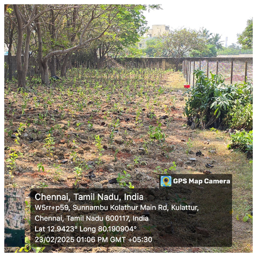 Caterpillar's Legacy: A Learning forest in Kovilambakkam, Chennai – 1 year
