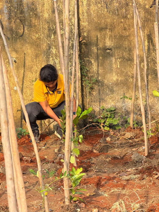 Caterpillar's Legacy: A Learning forest in Kovilambakkam, Chennai – 6 months