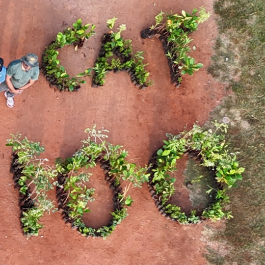 Caterpillar's Legacy: A Learning forest in Kovilambakkam, Chennai – 6 months