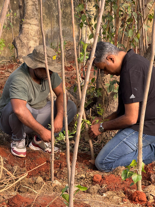 Caterpillar's Legacy: A Learning forest in Kovilambakkam, Chennai – 6 months