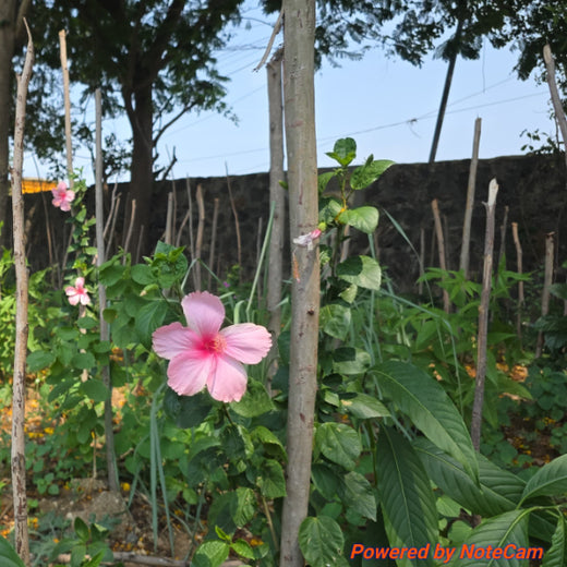 Caterpillar's Legacy: A Learning forest in Kovilambakkam, Chennai – 2 years