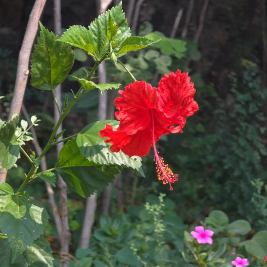 Caterpillar's Legacy: A Learning forest in Kovilambakkam, Chennai – 2 years