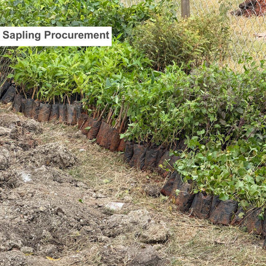 Caterpillar's Legacy: A Learning forest in Kovilambakkam, Chennai – Planting