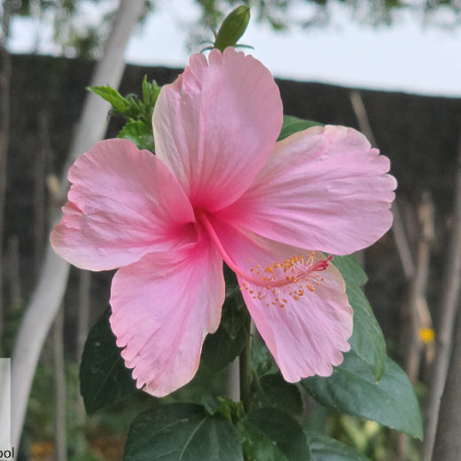 Caterpillar's Legacy: A Learning forest in Kovilambakkam, Chennai – 2 years