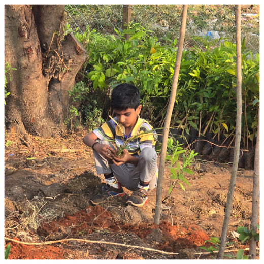 Caterpillar's Legacy: A Learning forest in Kovilambakkam, Chennai – 6 months