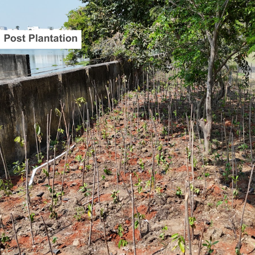 Caterpillar's Legacy: A Learning forest in Kovilambakkam, Chennai – 1 year