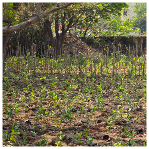 Caterpillar's Legacy: A Learning forest in Kovilambakkam, Chennai – 1 year