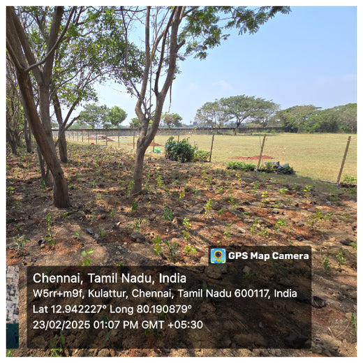 Caterpillar's Legacy: A Learning forest in Kovilambakkam, Chennai – 1 year