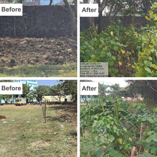 Caterpillar's Legacy: A Learning forest in Kovilambakkam, Chennai – 2 years