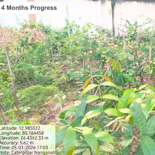Caterpillar's Legacy: A Learning forest in Chennai Nanganallur – 1 year