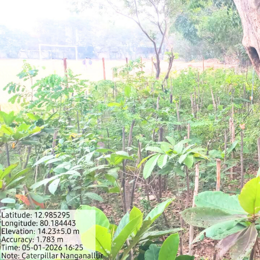 Caterpillar's Legacy: A Learning forest in Chennai Nanganallur – 1 year