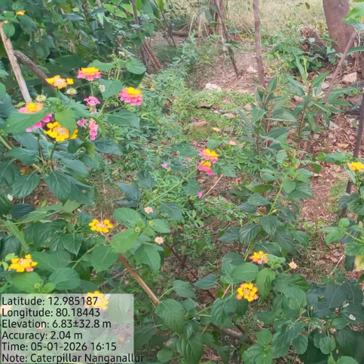 Caterpillar's Legacy: A Learning forest in Chennai Nanganallur – 1 year