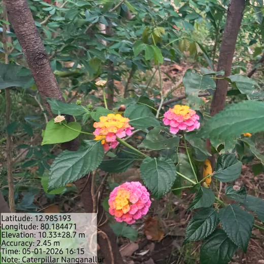 Caterpillar's Legacy: A Learning forest in Chennai Nanganallur – 1 year