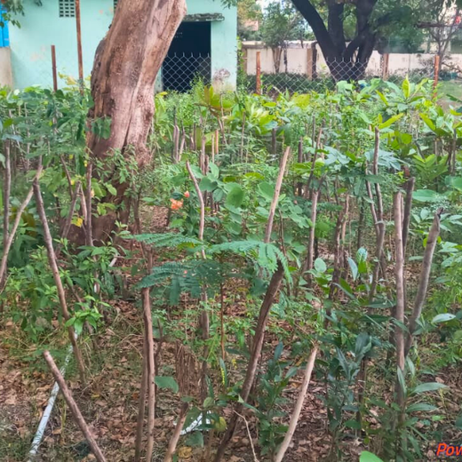 Caterpillar's Legacy: A Learning forest in Chennai Nanganallur – 1 year