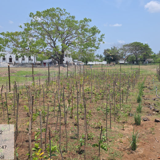 Caterpillar's Legacy: A Learning forest in Sevvapet, Thiruvallur – 6 months