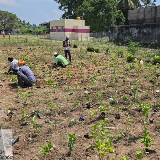 Caterpillar's Legacy: A Learning forest in Sevvapet, Thiruvallur – Planting