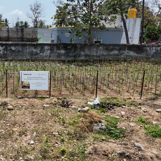 Caterpillar's Legacy: A Learning forest in Sevvapet, Thiruvallur – 6 months