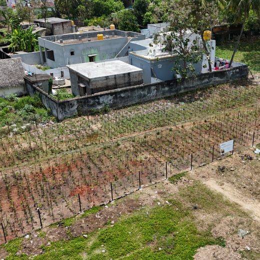 Caterpillar's Legacy: A Learning forest in Sevvapet, Thiruvallur – 6 months