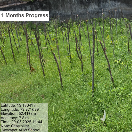Caterpillar's Legacy: A Learning forest in Sevvapet, Thiruvallur – 1 year