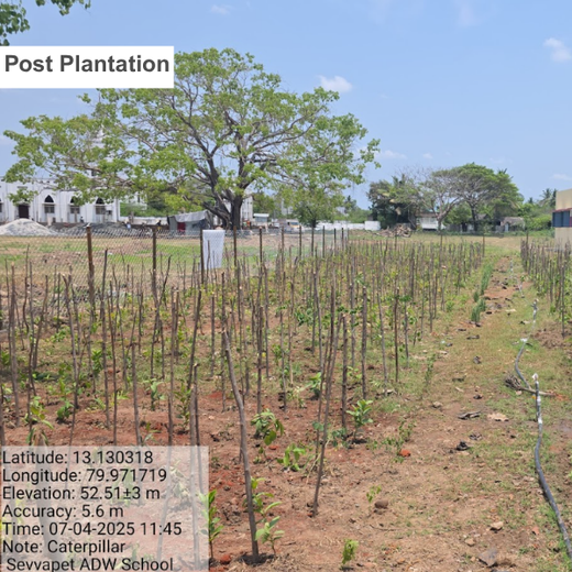 Caterpillar's Legacy: A Learning forest in Sevvapet, Thiruvallur – 6 months