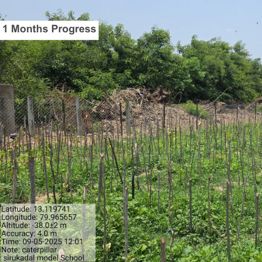 Caterpillar's Legacy: A Learning forest in Sirukadal, Thiruvallur – 1 year