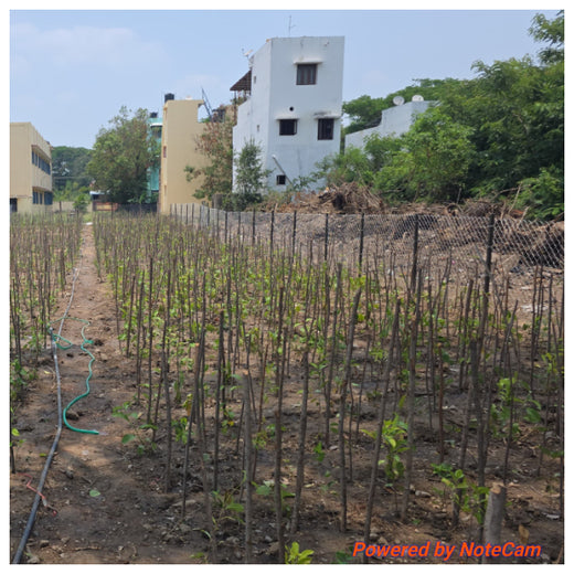 Caterpillar's Legacy: A Learning forest in Sirukadal, Thiruvallur – 6 months