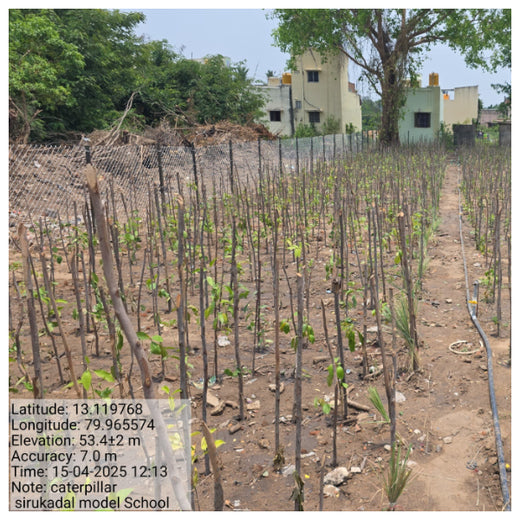 Caterpillar's Legacy: A Learning forest in Sirukadal, Thiruvallur – 6 months