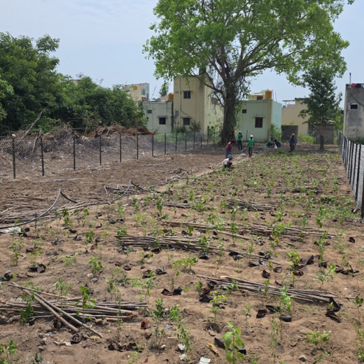 Caterpillar's Legacy: A Learning forest in Sirukadal, Thiruvallur – Planting