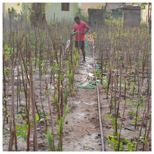 Caterpillar's Legacy: A Learning forest in Sirukadal, Thiruvallur – 6 months