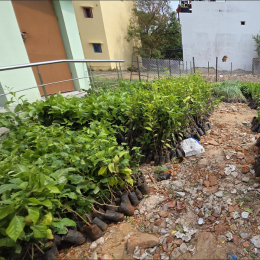 Caterpillar's Legacy: A Learning forest in Sirukadal, Thiruvallur – Planting