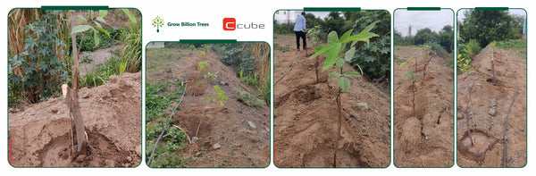 Ccube's Green Commitment for World Environment Day