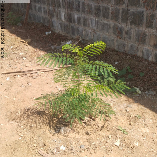 Smart Solutions, Green Impact: Ccube’s Urban Forest Initiative – 2 years