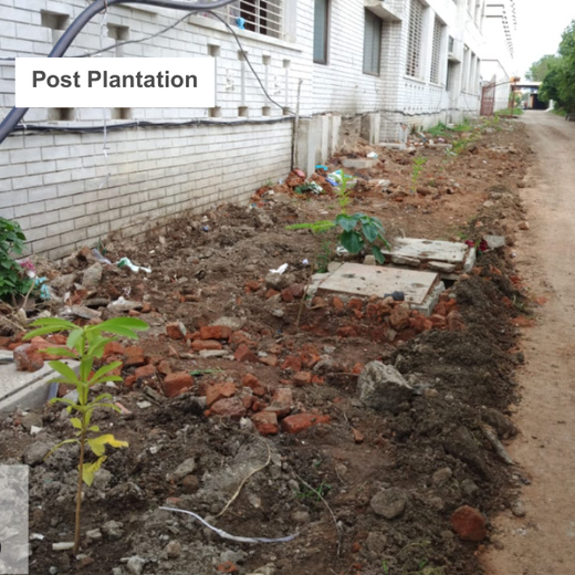 Smart Solutions, Green Impact: Ccube’s Urban Forest Initiative – 1 year