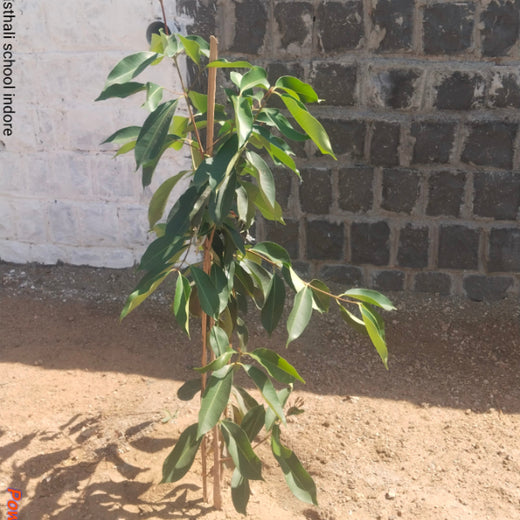 Smart Solutions, Green Impact: Ccube’s Urban Forest Initiative – 2 years