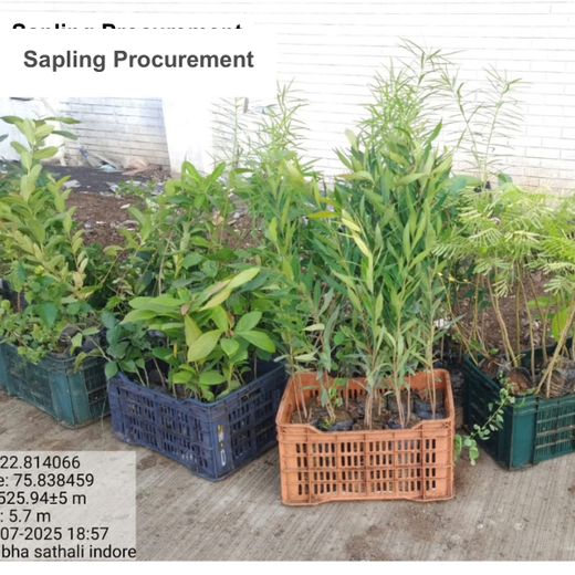 Smart Solutions, Green Impact: Ccube’s Urban Forest Initiative – Planting
