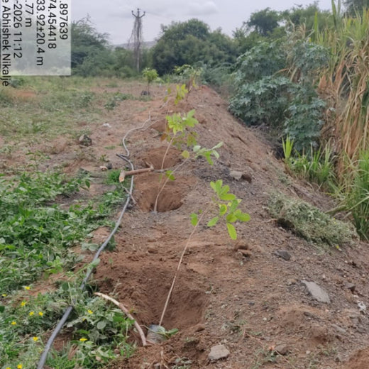 Ccube's Green Commitment for World Environment Day – Planting