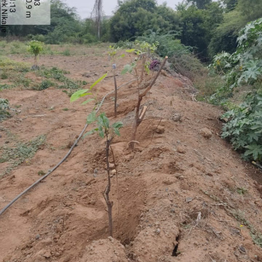 Ccube's Green Commitment for World Environment Day – Planting