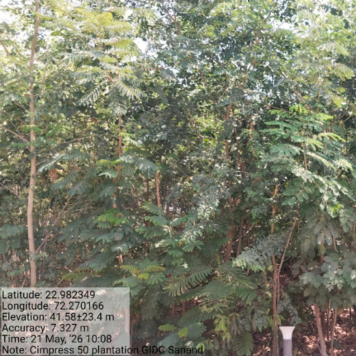Greening Ahmedabad: Cimpress’s Urban Forest Initiative – 1 year
