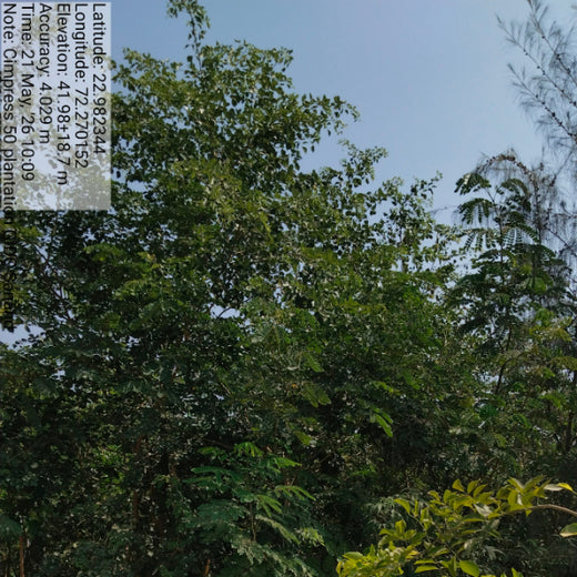 Greening Ahmedabad: Cimpress’s Urban Forest Initiative – 1 year