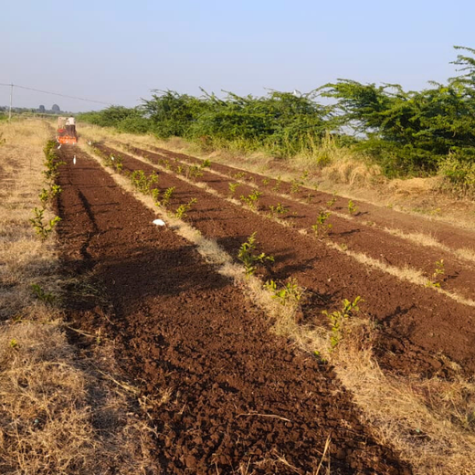 Climate Collective Foundation Digital Tree Plantation Initiative – Planting