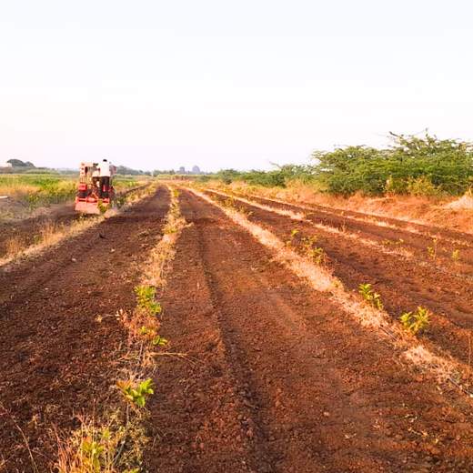 Climate Collective Foundation Digital Tree Plantation Initiative – Planting