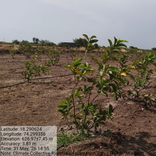 Climate Collective Foundation Digital Tree Plantation Initiative – 6 months