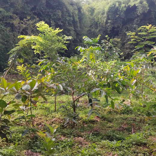 A Breath of Fresh Air: Cloudnine Hospitals' Commitment to Urban Forests – 1 year
