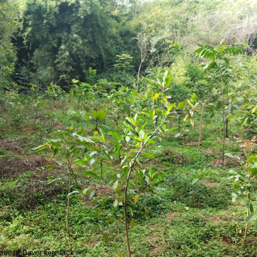 A Breath of Fresh Air: Cloudnine Hospitals' Commitment to Urban Forests – 1 year