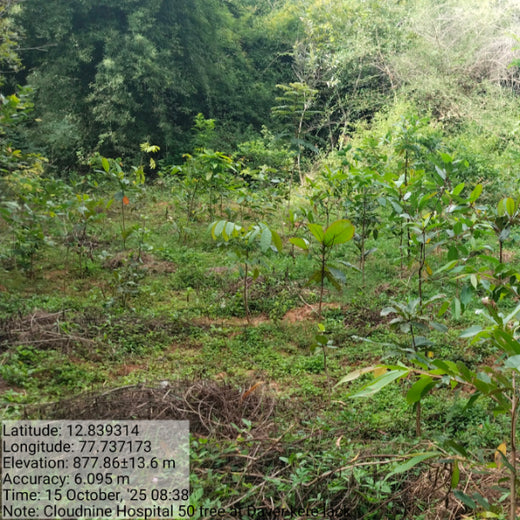 A Breath of Fresh Air: Cloudnine Hospitals' Commitment to Urban Forests – 1 year