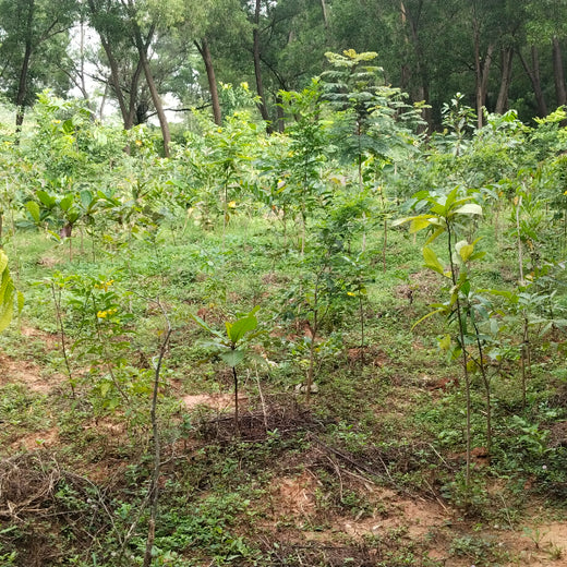 A Breath of Fresh Air: Cloudnine Hospitals' Commitment to Urban Forests – 1 year